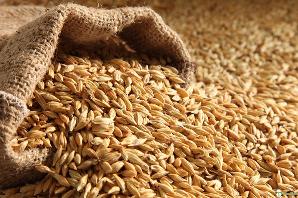 Wheat - Jave Godhi (Long Wheat Grain)