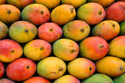 Fresh Mango - Sindhura (Chemical free, Naturally Ripened), ( ಸಿಂಧೂರ ಮಾವಿನ ಹಣ್ಣು)