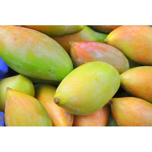Fresh Mango - Totapuri - (Chemical Free) - Raw Mango - (ತೋತಾಪುರಿ ಮಾವಿನ ಕಾಯಿ)
