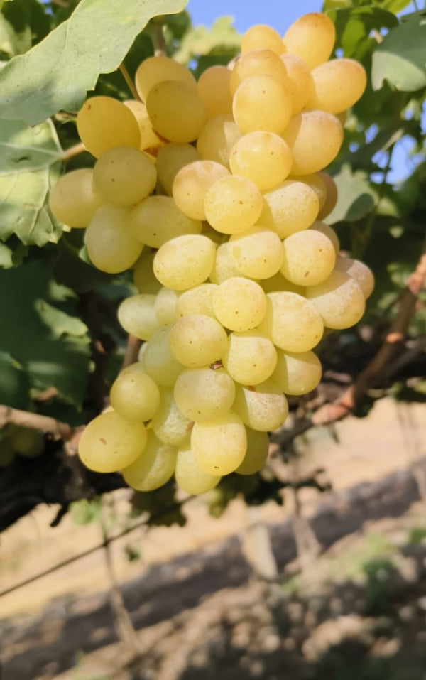 Fresh Grapes - Thompson Seedless