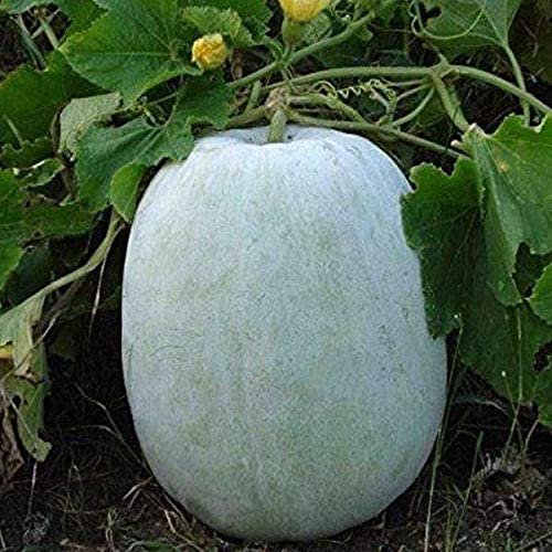 Fresh Ash gourd (ಬೂದುಗುಂಬಳ ಕಾಯಿ) - Organically Grown ( Aprox 1 Kg to 1.5 Kg )
