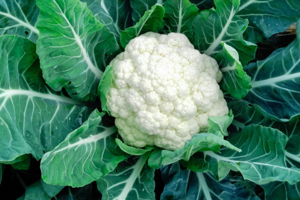 Fresh Cauliflower (ಹೂಕೋಸು) - Organically Grown (Aprox 800 gms to 1 Kg)