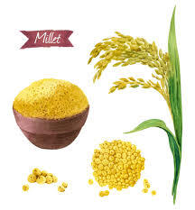 Proso Millet - Un Polished (Baragu,Panivaragu)