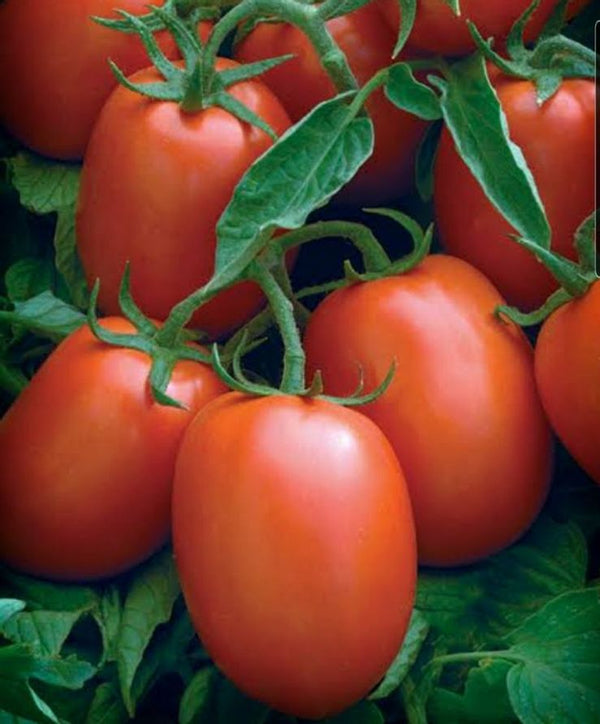 Fresh Tomato Hybrid (ಟೊಮೆಟೊ ಹೈಬ್ರಿಡ್) - Local, Organically Grown,
